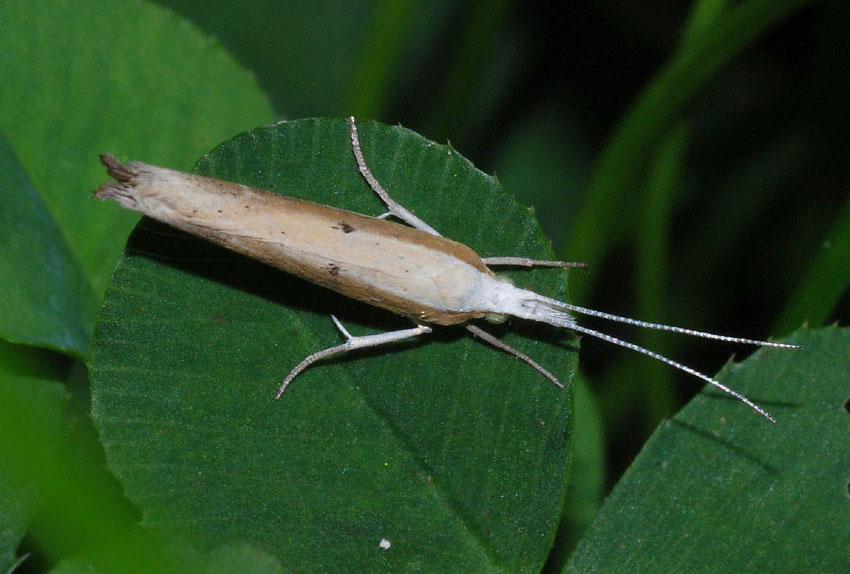 Ypsolopha nemorella?